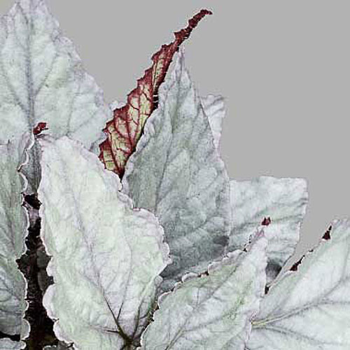 B. ‘Bolero’